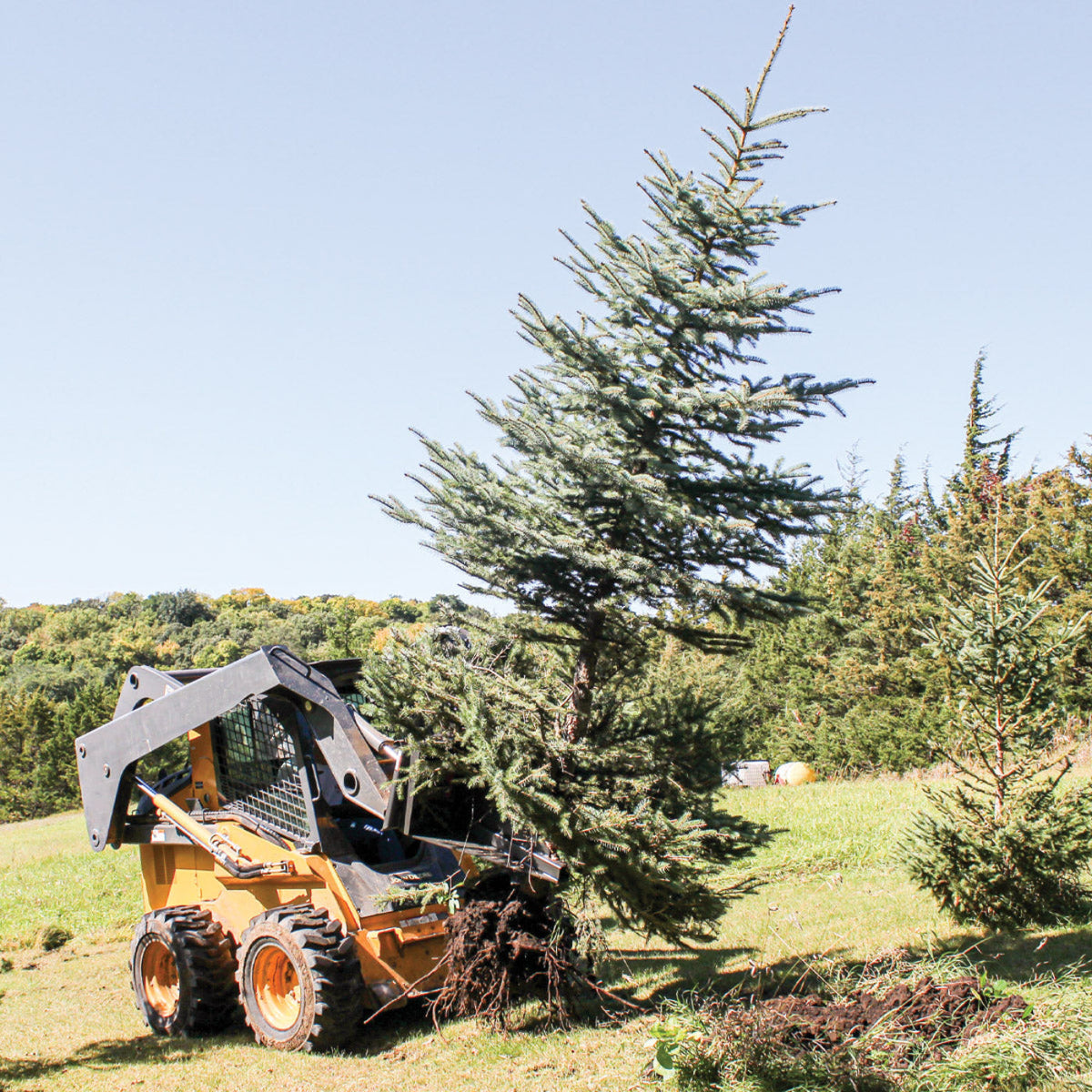 Grey Wolf Skid Steer Tree Puller Attachment  - (1067)